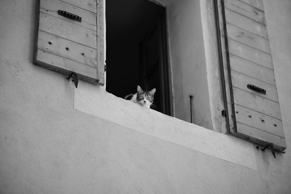 CAT - Ref. L1004816 - France, 2020 © Gilles AUQUIER